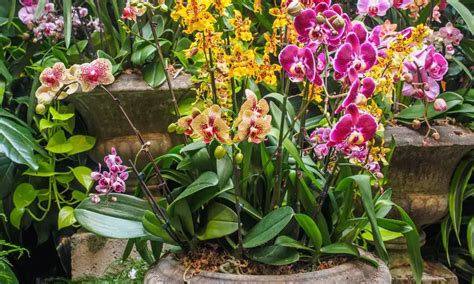 蘭花品種|【蘭花之美】探索蘭花栽培、蘭花品種、花語，學會栽培讓你種出。